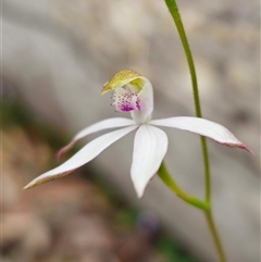 Caladenia moschata (Musky Caps) at Palerang, NSW - 31 Oct 2024 by Csteele4