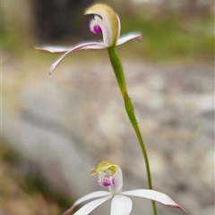 Caladenia moschata at Palerang, NSW - 31 Oct 2024