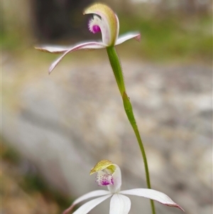 Caladenia moschata at Palerang, NSW - 31 Oct 2024