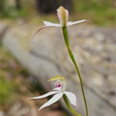 Caladenia moschata at Palerang, NSW - 31 Oct 2024