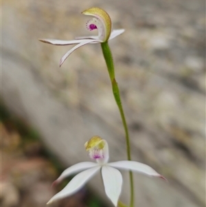 Caladenia moschata at Palerang, NSW - 31 Oct 2024