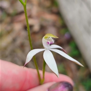 Caladenia moschata at Palerang, NSW - 31 Oct 2024