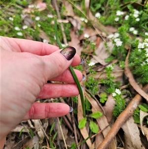 Microtis sp. at Palerang, NSW - 31 Oct 2024