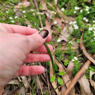 Microtis sp. (Onion Orchid) at Palerang, NSW - 31 Oct 2024 by Csteele4