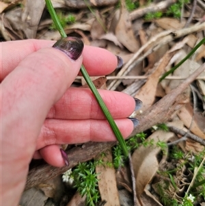 Microtis sp. at Palerang, NSW - 31 Oct 2024