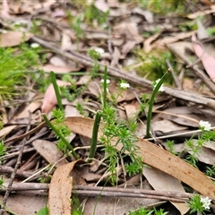 Microtis sp. at Palerang, NSW - 31 Oct 2024