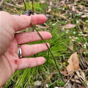 Microtis sp. at Palerang, NSW - 31 Oct 2024