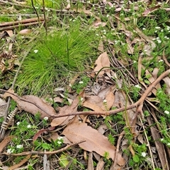 Microtis sp. at Palerang, NSW - suppressed