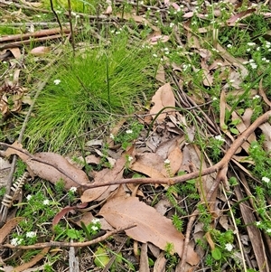 Microtis sp. at Palerang, NSW - 31 Oct 2024