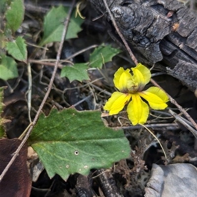 Goodenia hederacea subsp. hederacea (Ivy Goodenia, Forest Goodenia) at Chiltern, VIC - 29 Oct 2024 by Darcy