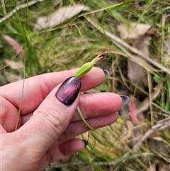 Pterostylis sp. (A Greenhood) at Palerang, NSW - 31 Oct 2024 by Csteele4