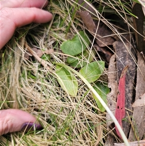 Pterostylis sp. at Palerang, NSW - 31 Oct 2024