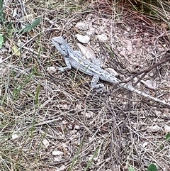 Amphibolurus muricatus at Bonner, ACT - 31 Oct 2024 12:45 PM