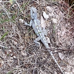 Amphibolurus muricatus at Bonner, ACT - 31 Oct 2024