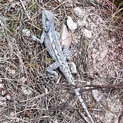 Amphibolurus muricatus at Bonner, ACT - 31 Oct 2024 12:45 PM
