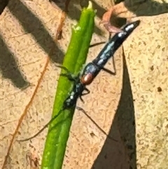 Oroderes humeralis (A longhorn beetle) at Acton, ACT - 19 Oct 2024 by WindyHen