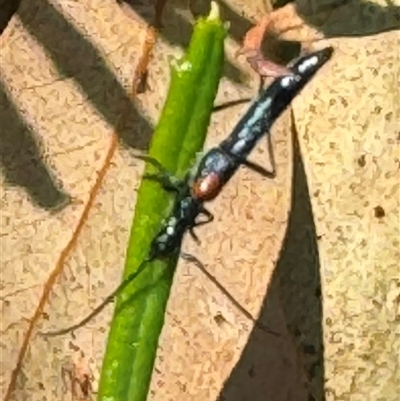 Oroderes humeralis (A longhorn beetle) at Acton, ACT - 19 Oct 2024 by WindyHen