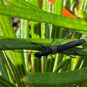 Oroderes humeralis at Acton, ACT - 19 Oct 2024 12:32 PM