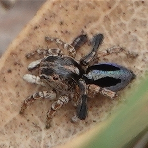 Maratus chrysomelas at Hall, ACT - 31 Oct 2024 11:15 AM