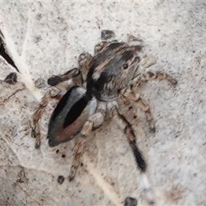 Maratus chrysomelas at Hall, ACT - 31 Oct 2024 11:15 AM