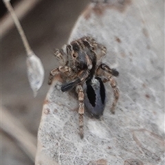 Maratus chrysomelas at Hall, ACT - 31 Oct 2024 11:15 AM