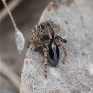 Maratus chrysomelas at Hall, ACT - 31 Oct 2024