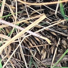 Tachyglossus aculeatus (Short-beaked Echidna) at Deakin, ACT - 31 Oct 2024 by KL