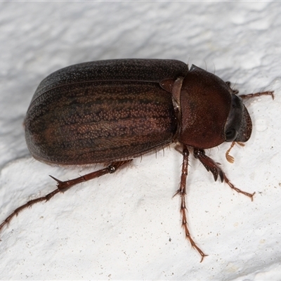 Sericesthis nigrolineata (Dusky pasture scarab) at Melba, ACT - 29 Oct 2024 by kasiaaus