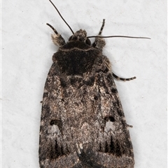 Thoracolopha verecunda (A Noctuid moth (Acronictinae)) at Melba, ACT - 29 Oct 2024 by kasiaaus