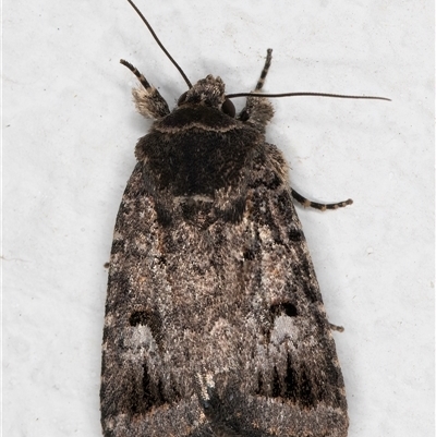 Thoracolopha verecunda (A Noctuid moth (Acronictinae)) at Melba, ACT - 29 Oct 2024 by kasiaaus