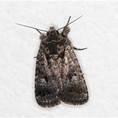 Thoracolopha verecunda at Melba, ACT - 29 Oct 2024 08:35 PM