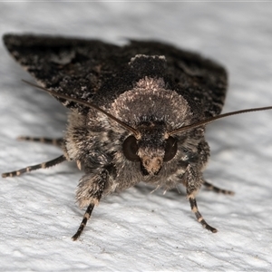 Thoracolopha verecunda at Melba, ACT - 29 Oct 2024 08:35 PM