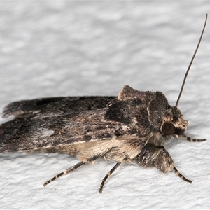 Thoracolopha verecunda at Melba, ACT - 29 Oct 2024 08:35 PM