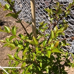 Unidentified Other Tree at Watson, ACT - 28 Oct 2024 by waltraud