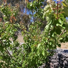 Prunus sp. (A Plum) at Watson, ACT - 28 Oct 2024 by waltraud