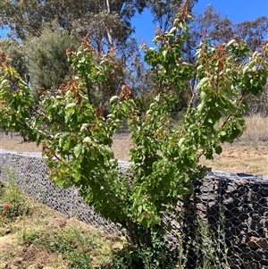 Prunus sp. at Watson, ACT - 28 Oct 2024