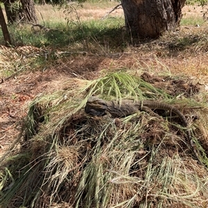 Pogona barbata at Hackett, ACT - suppressed