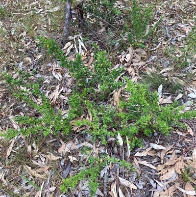 Ligustrum sinense (Narrow-leaf Privet, Chinese Privet) at Hackett, ACT - 27 Oct 2024 by waltraud