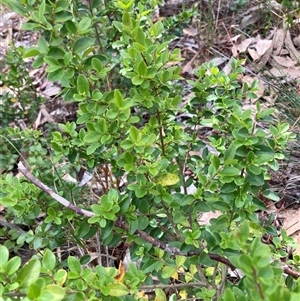 Ligustrum sinense at Hackett, ACT - 27 Oct 2024 03:22 PM