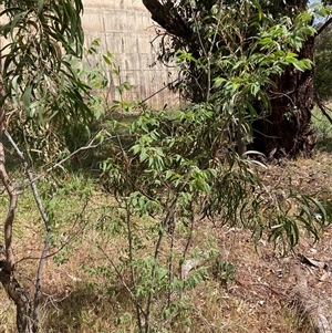 Celtis australis at Hackett, ACT - 27 Oct 2024 03:08 PM