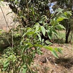 Celtis australis at Hackett, ACT - 27 Oct 2024 03:08 PM