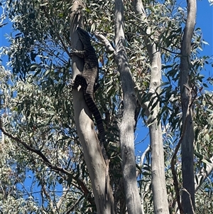 Varanus varius at Murrumbateman, NSW - suppressed