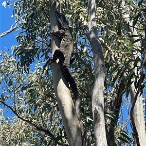 Varanus varius at Murrumbateman, NSW - 27 Oct 2024