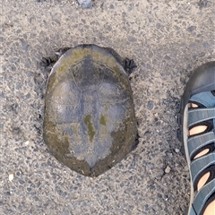 Chelodina longicollis at Gleniffer, NSW - 31 Oct 2024 by NJ