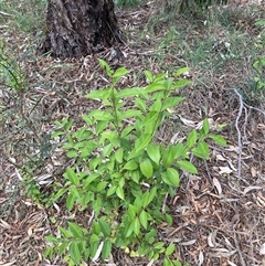 Ligustrum lucidum (Large-leaved Privet) at Hackett, ACT - 27 Oct 2024 by waltraud