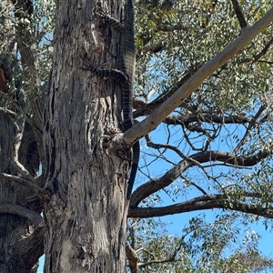 Varanus varius at Yass River, NSW - suppressed