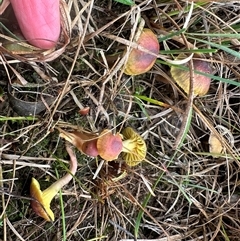 Humidicutis arcohastata at Yass River, NSW - 9 May 2024 by SueMcIntyre