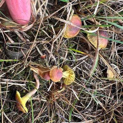 Humidicutis arcohastata at Yass River, NSW - 9 May 2024 by SueMcIntyre