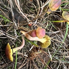 Humidicutis arcohastata at Yass River, NSW - 9 May 2024