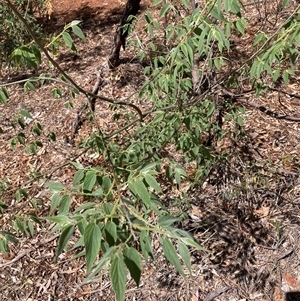 Celtis australis at Hackett, ACT - 27 Oct 2024 02:37 PM